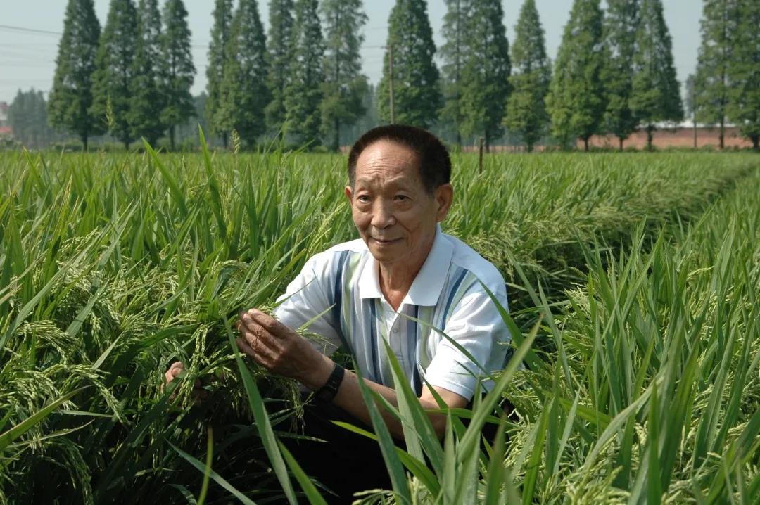 55年前，袁隆平這個(gè)"叛逆"結(jié)論，跨過(guò)"禁區(qū)"